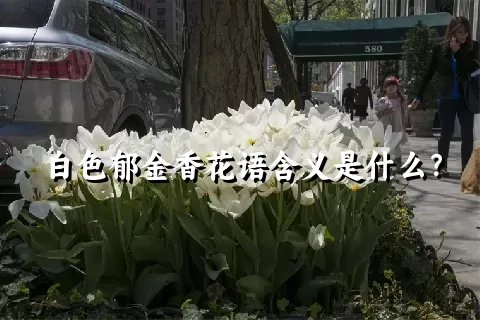 白色郁金香花语含义是什么？