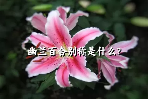 幽兰百合别称是什么？