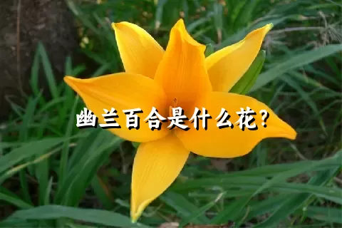 幽兰百合是什么花？