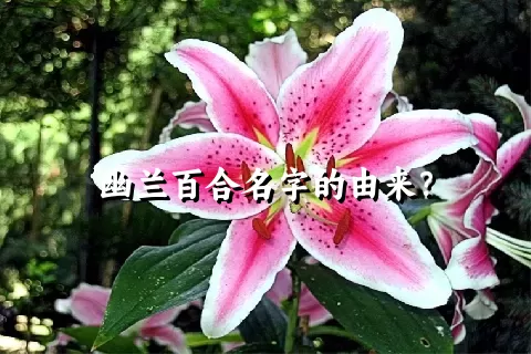 幽兰百合名字的由来？