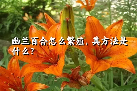 幽兰百合怎么繁殖，其方法是什么？