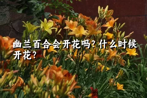 幽兰百合会开花吗？什么时候开花？