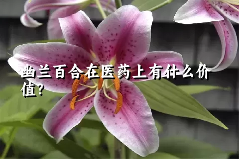 幽兰百合在医药上有什么价值？