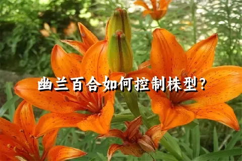 幽兰百合如何控制株型？