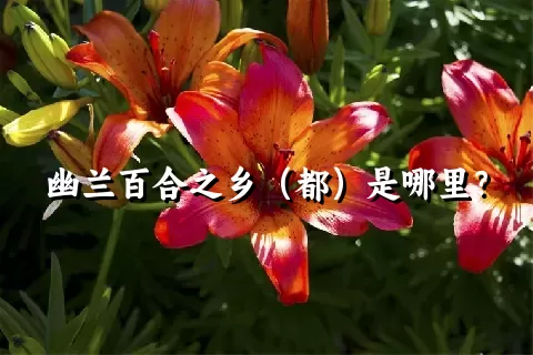 幽兰百合之乡（都）是哪里？