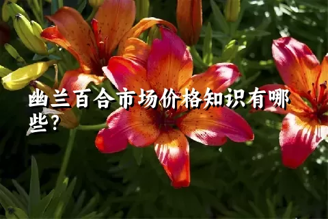 幽兰百合市场价格知识有哪些？