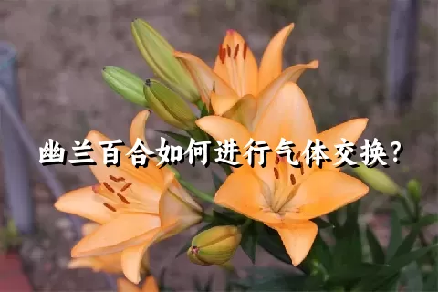 幽兰百合如何进行气体交换？