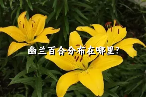 幽兰百合分布在哪里?