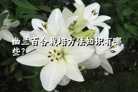 幽兰百合栽培方法知识有哪些？