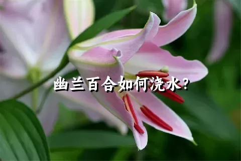 幽兰百合如何浇水？