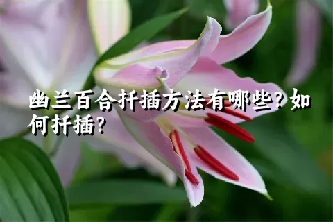 幽兰百合扦插方法有哪些？如何扦插？