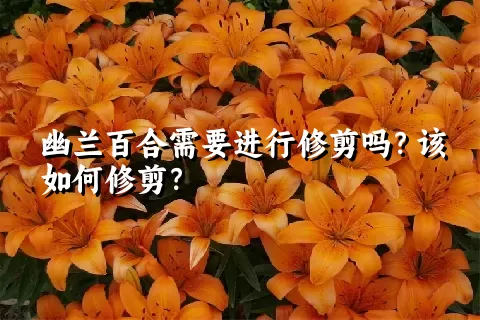 幽兰百合需要进行修剪吗？该如何修剪？