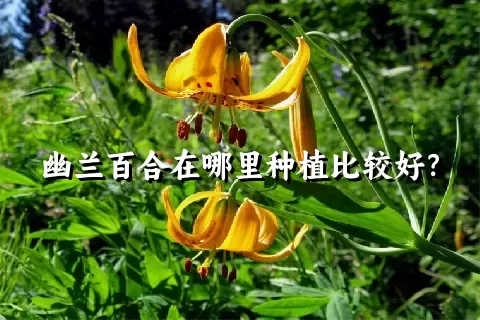 幽兰百合在哪里种植比较好？