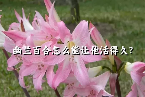 幽兰百合怎么能让他活得久？