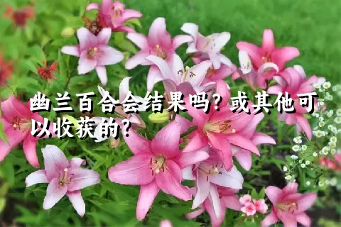 幽兰百合会结果吗？或其他可以收获的？