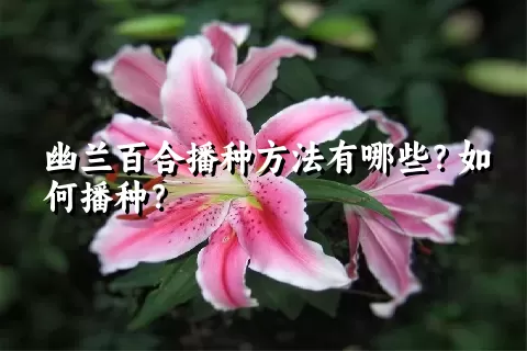 幽兰百合播种方法有哪些？如何播种？