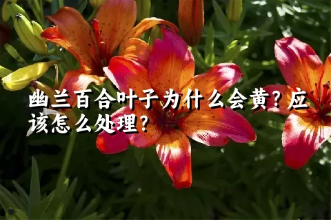 幽兰百合叶子为什么会黄？应该怎么处理？