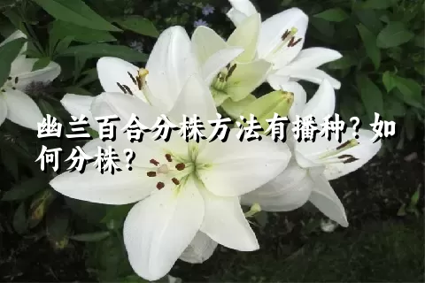 幽兰百合分株方法有播种？如何分株？