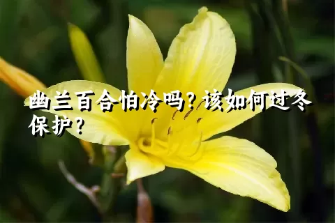 幽兰百合怕冷吗？该如何过冬保护？