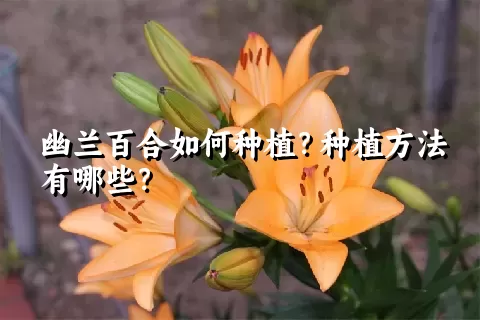 幽兰百合如何种植？种植方法有哪些？