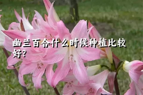 幽兰百合什么时候种植比较好？