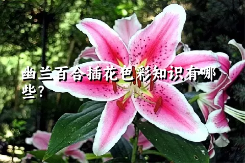 幽兰百合插花色彩知识有哪些？