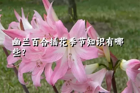 幽兰百合插花季节知识有哪些？