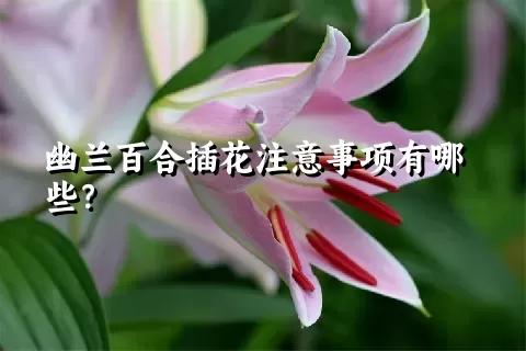 幽兰百合插花注意事项有哪些？