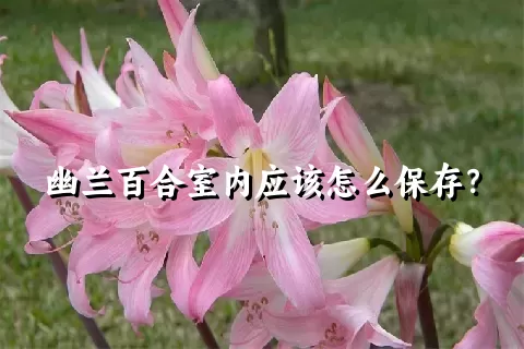 幽兰百合室内应该怎么保存？