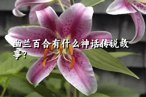 幽兰百合有什么神话传说故事？