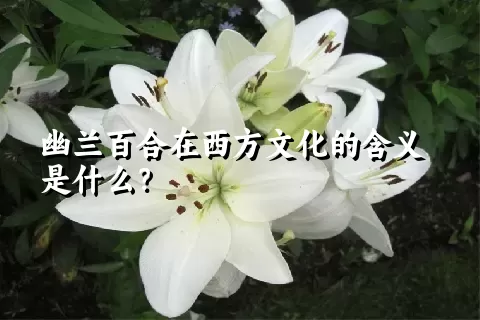 幽兰百合在西方文化的含义是什么？