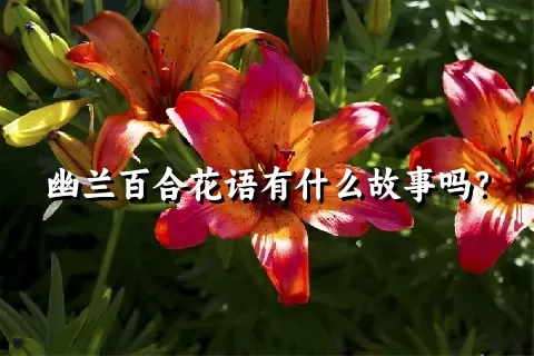 幽兰百合花语有什么故事吗？