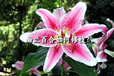 幽兰百合如何修枝？