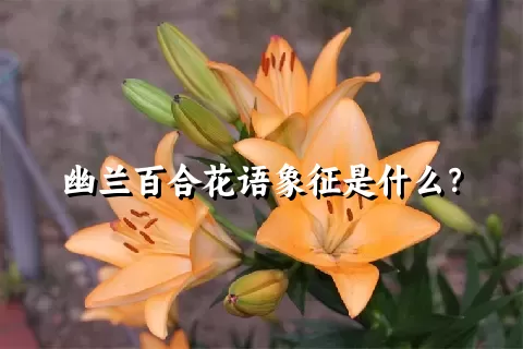 幽兰百合花语象征是什么？