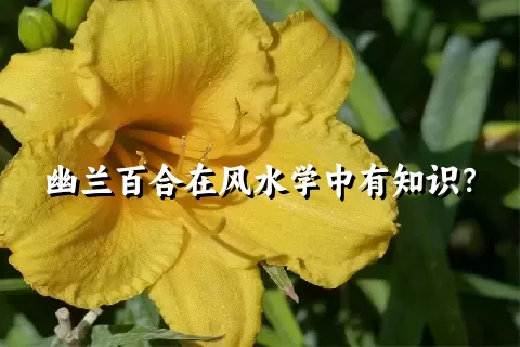 幽兰百合在风水学中有知识？