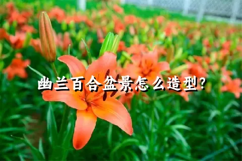 幽兰百合盆景怎么造型？