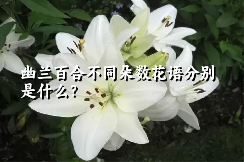 幽兰百合不同朵数花语分别是什么？