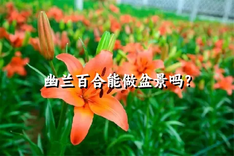 幽兰百合能做盆景吗？