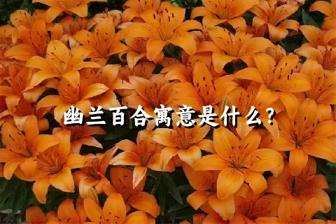 幽兰百合寓意是什么？