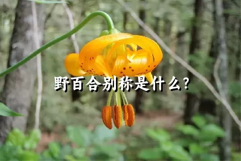 野百合别称是什么？