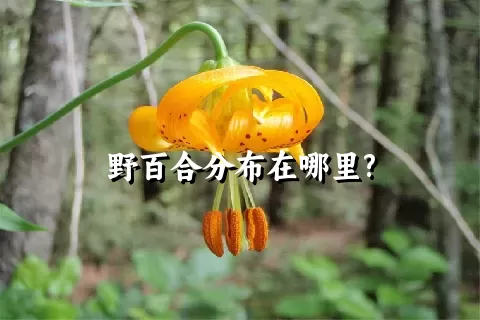 野百合分布在哪里?