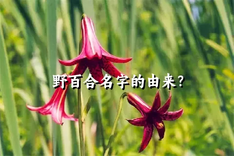 野百合名字的由来？