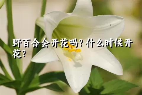 野百合会开花吗？什么时候开花？