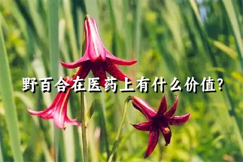 野百合在医药上有什么价值？