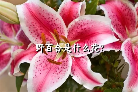 野百合是什么花？