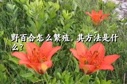 野百合怎么繁殖，其方法是什么？