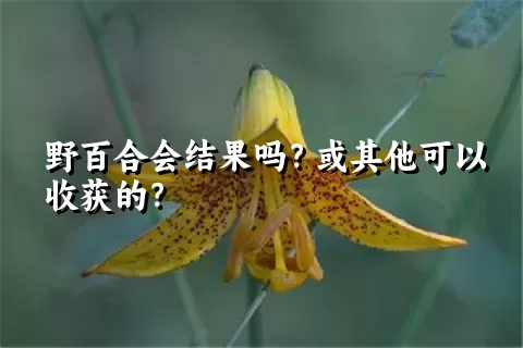 野百合会结果吗？或其他可以收获的？