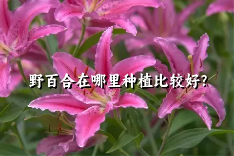 野百合在哪里种植比较好？