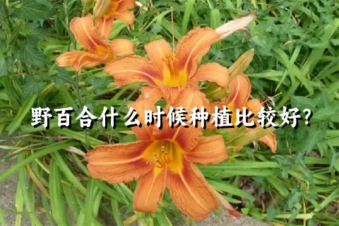 野百合什么时候种植比较好？