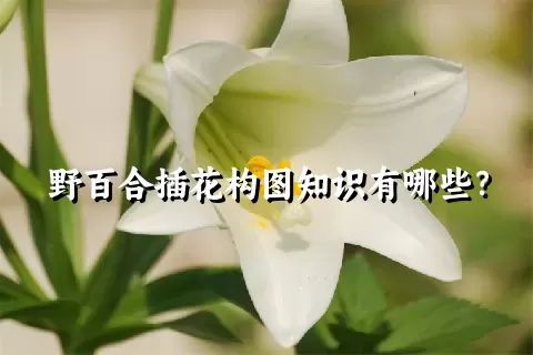 野百合插花构图知识有哪些？